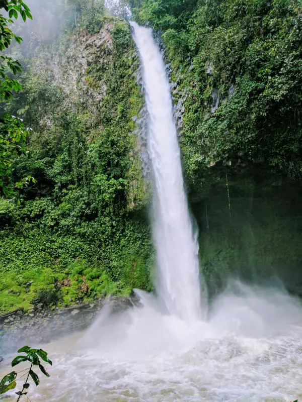 Things to do in arenal costa rica- the base of a huge tropical jungle tree