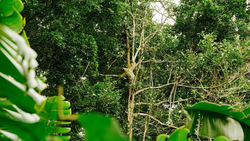 Costa Rica Itinerary - a wild sloth found climbing a tree close to a jungle lodge in Sarapiqui