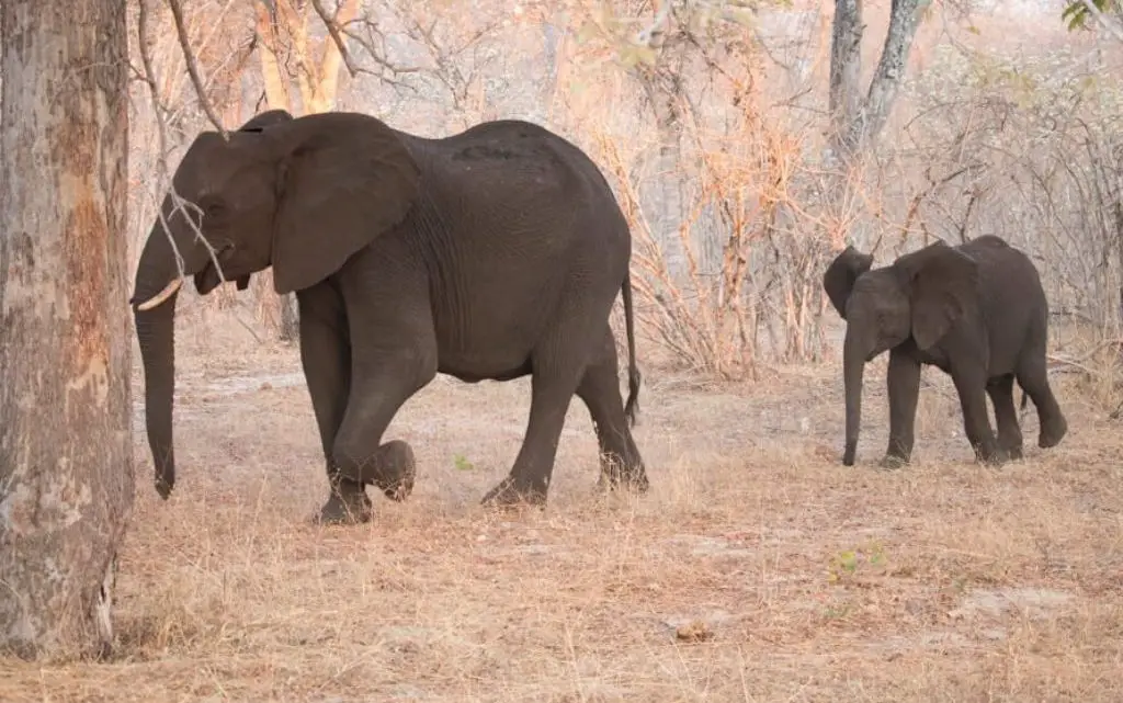 Best Place for Safari in Africa to See the Big 5