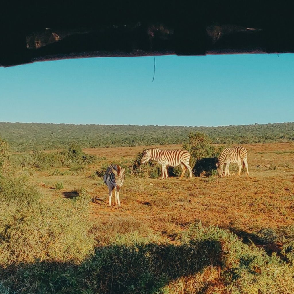 Best places to safari in Africa - Zebras in Addo Elephant Safari Park 