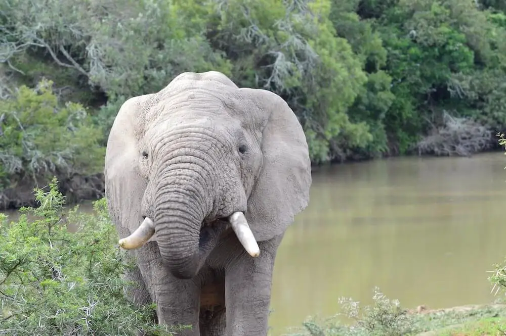 Best Places to Safari in Africa- cute baby elephant in Amakhala national park