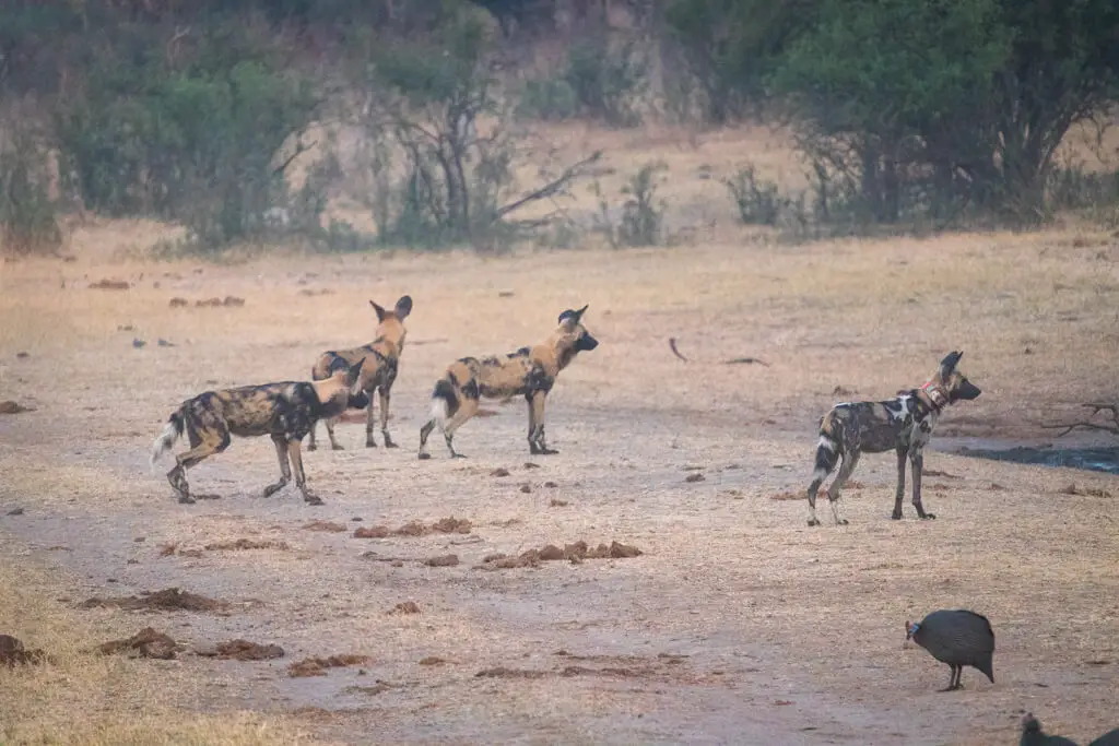 Best places to safari in Africa - painted dogs in Hwange national park