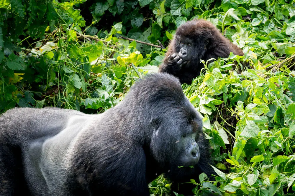 Best Places to Safari in Africa - Virunga National Park Gorillas in the Congo 