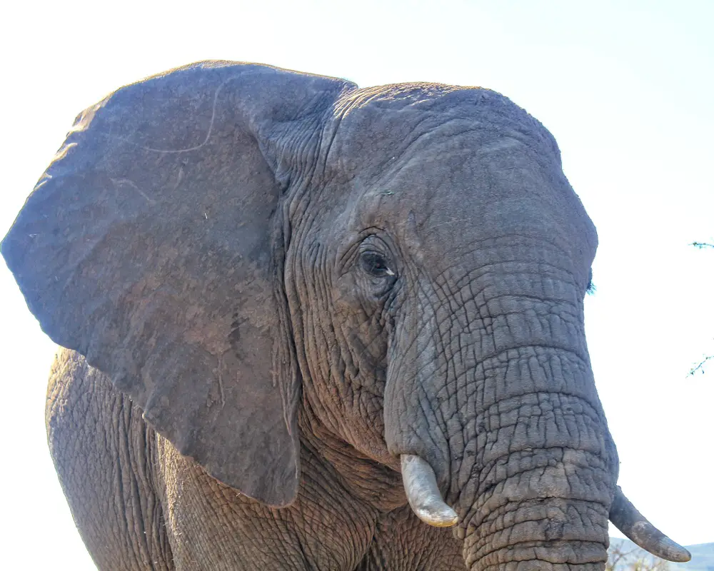 Best place for safari in Africa - Estosha National Park in Namibia large grey elephant