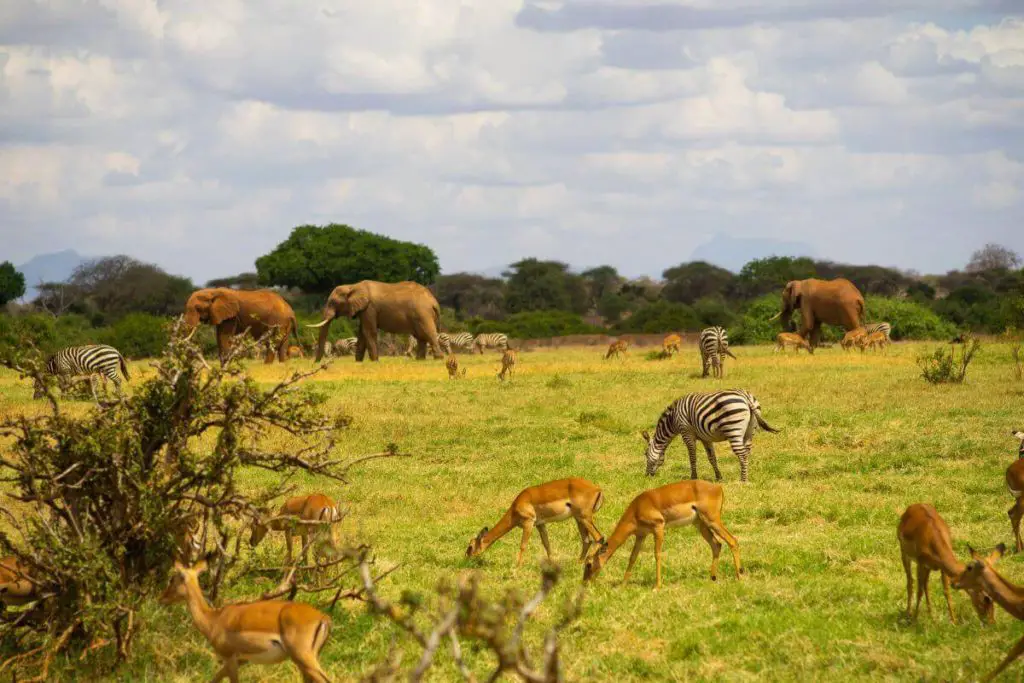 Best places to Safari in Africa - different animals on a kenya safari