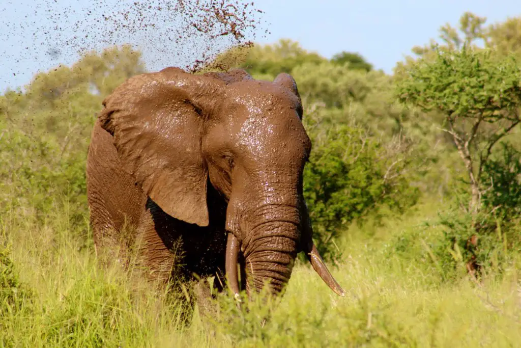 Best place for safari in Africa - Elephant at Kruger National Park South Africa