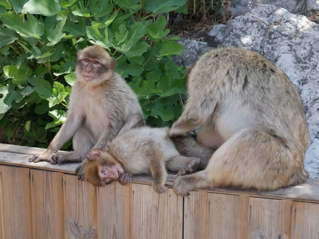 Things to do in Gibraltar - Barbary Monkeys