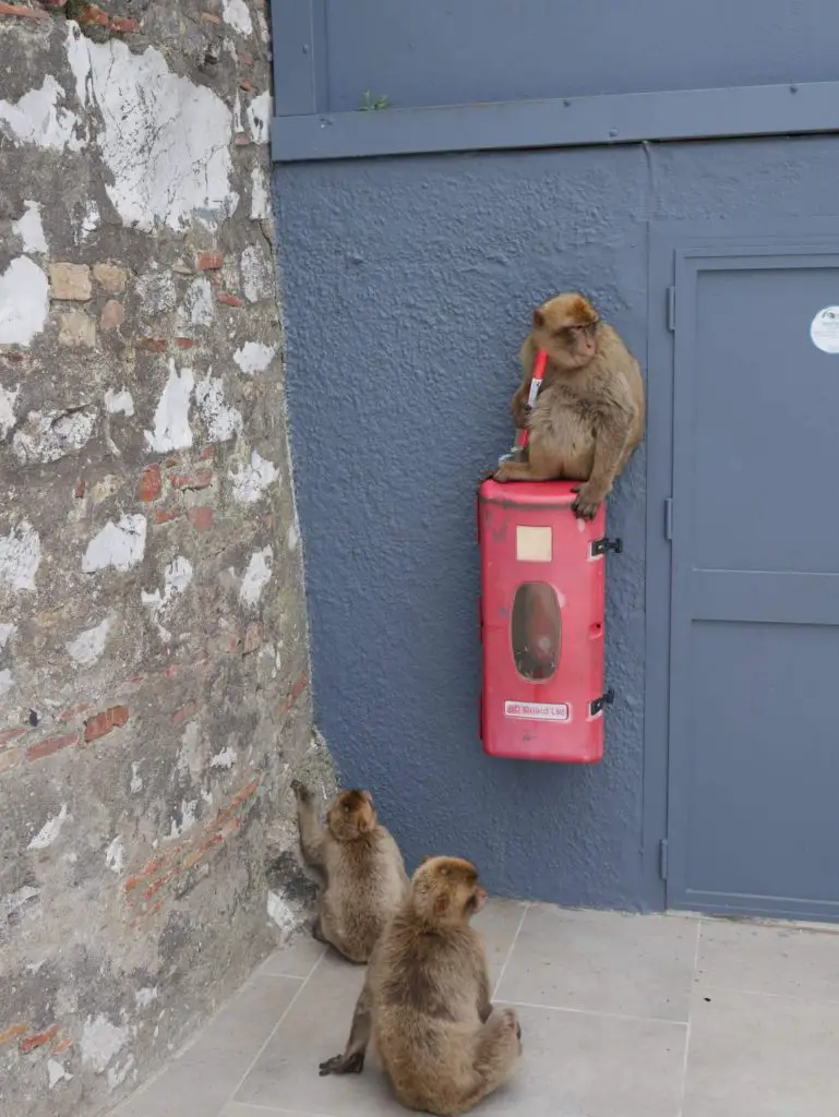 Gibraltar travel tips - monkeys stealing and eating human food 
