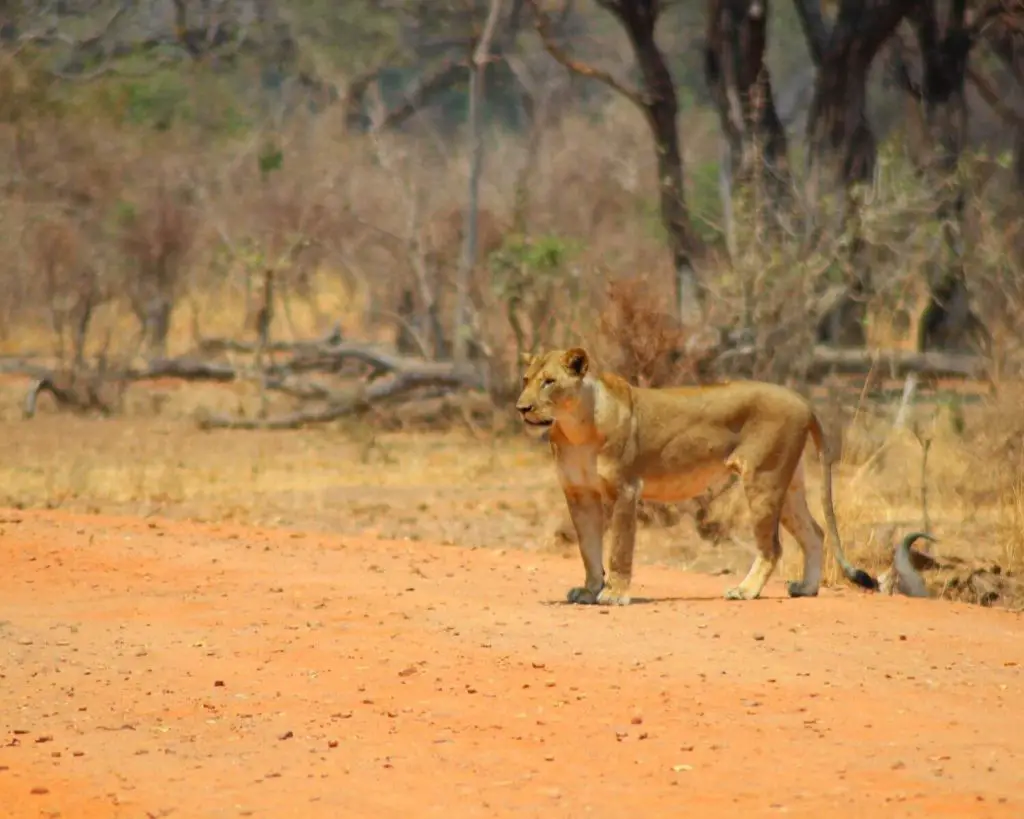 Best Places to Safari in Africa - Lioness in South Luangwa National Park