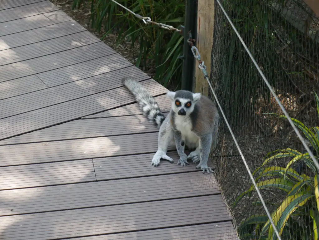 Things to do in Gibraltar - Lemur at Alamara wildlife conservation 