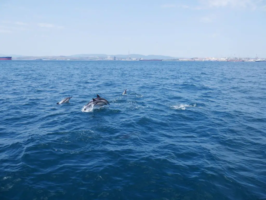 Gibraltar travel tips - dolphin boat tour 