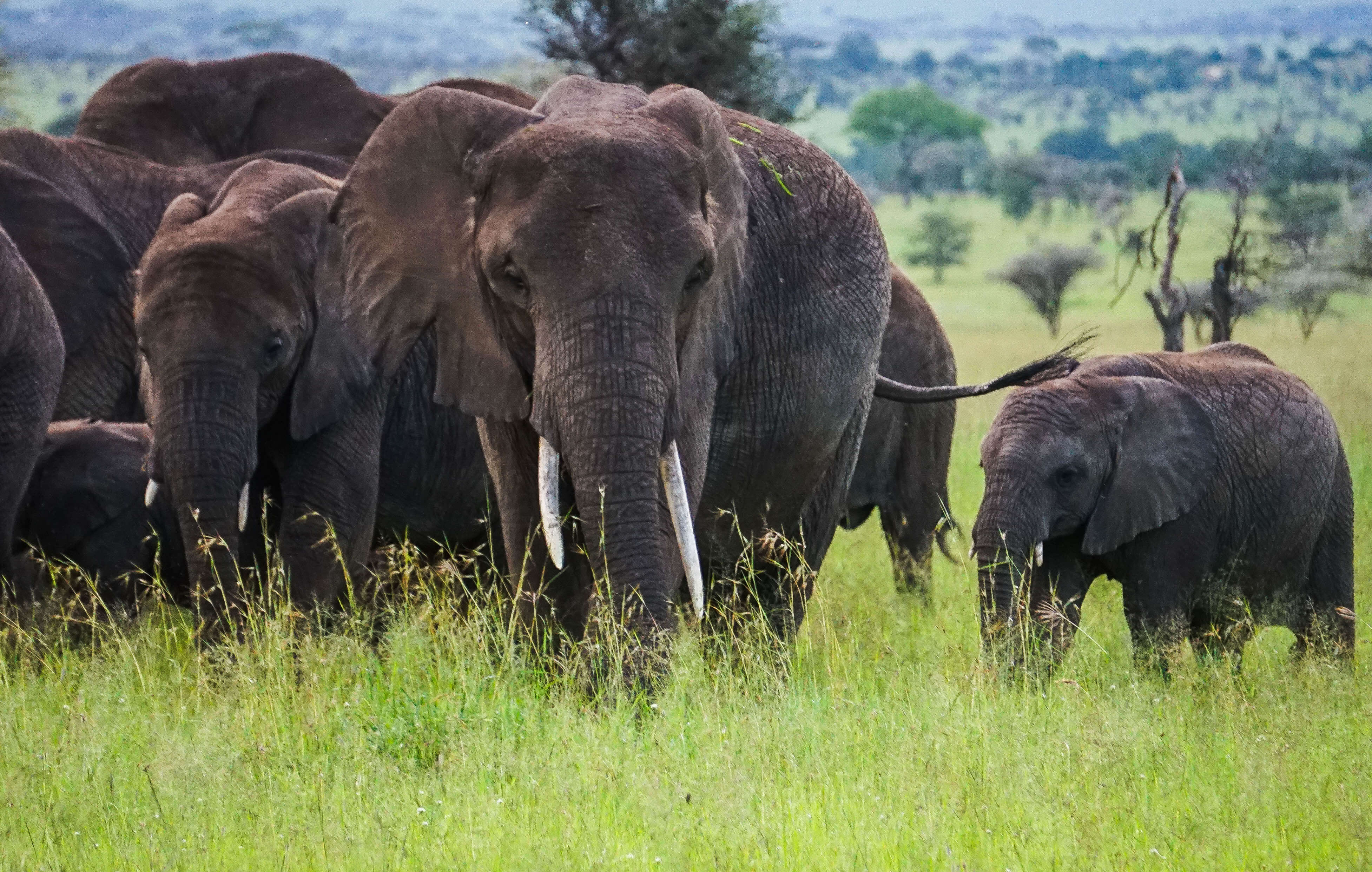 The Best Places to Safari in Africa - Elephants in Tanzania Serengeti