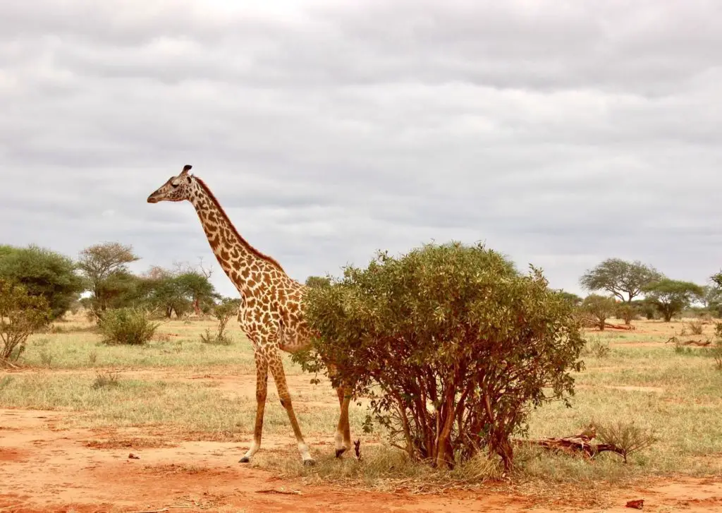 Best Place for safari in africa - giraffe in the savannah