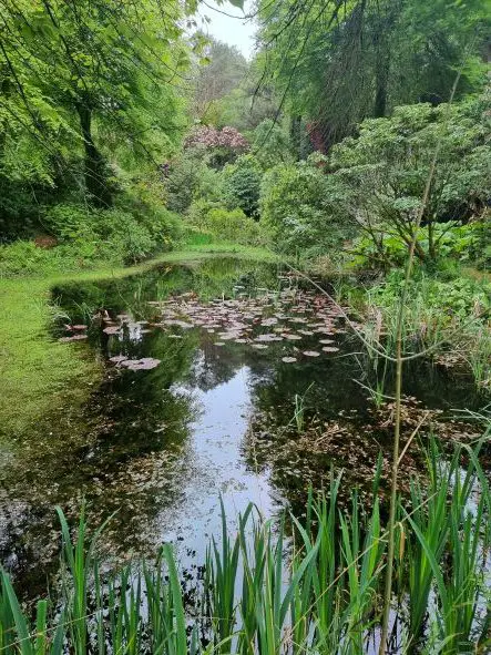Things to do in portmeirion - one of the beautiful ponds along the garden trail