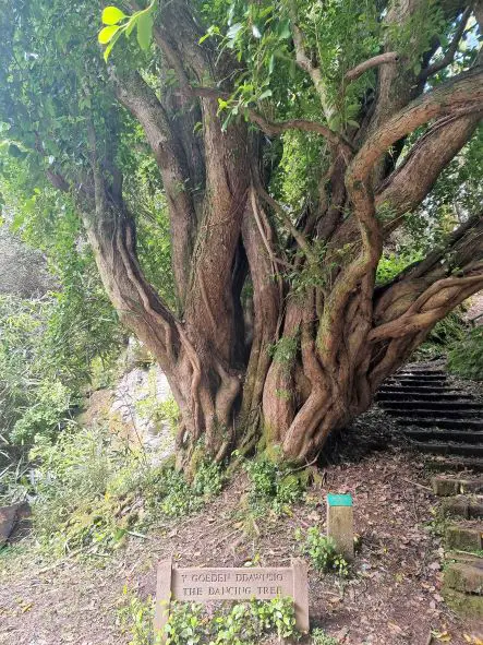 Portmeirion in North Wales - Dancing tree on the garden trail