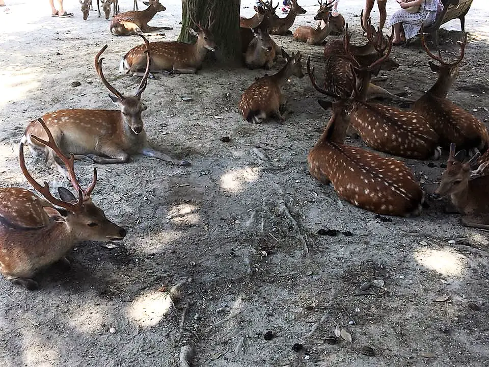 Feeding deer in Nara Japan - there are different deers, stags and does to encounter