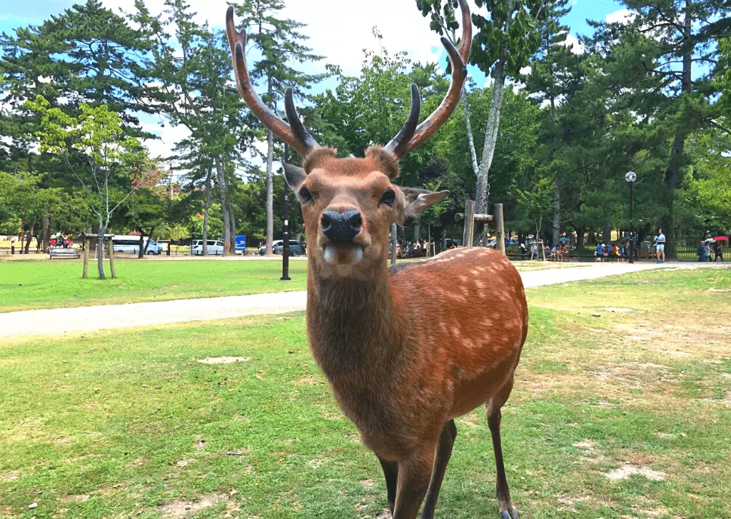 feeding-deer-in-nara-japan-in-2022-a-complete-guide