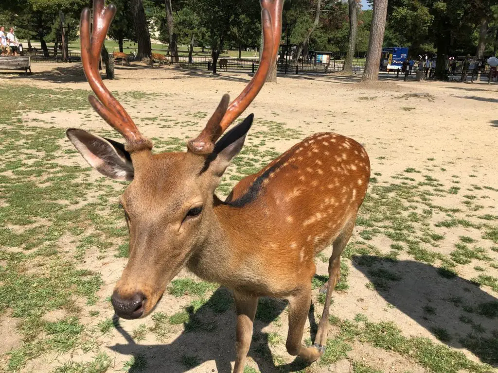 Feeding deer in Nara Japan - beautiful stag