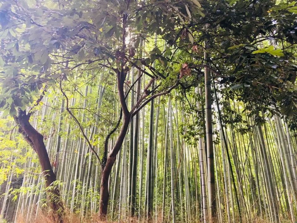 Japan Itinerary 10 days - the bamboo forest in Kyoto