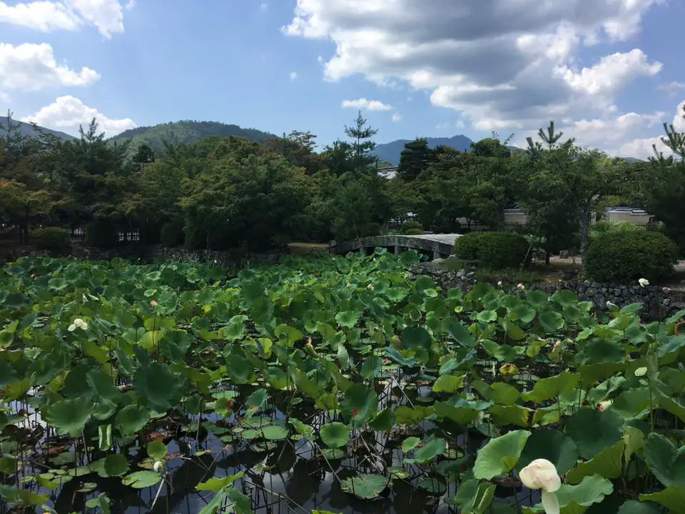 Japan Itinerary 10 days - a sea of water lilys in kyoto