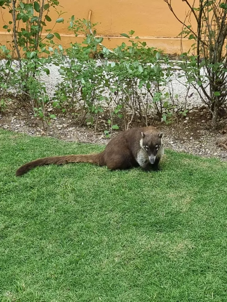 ocean maya royale reviews - coatie wildlife