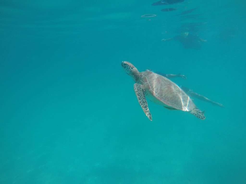 Best adventure honeymoon destinations for outdoorsy couples - swimming with sea turtles in the Philippines 