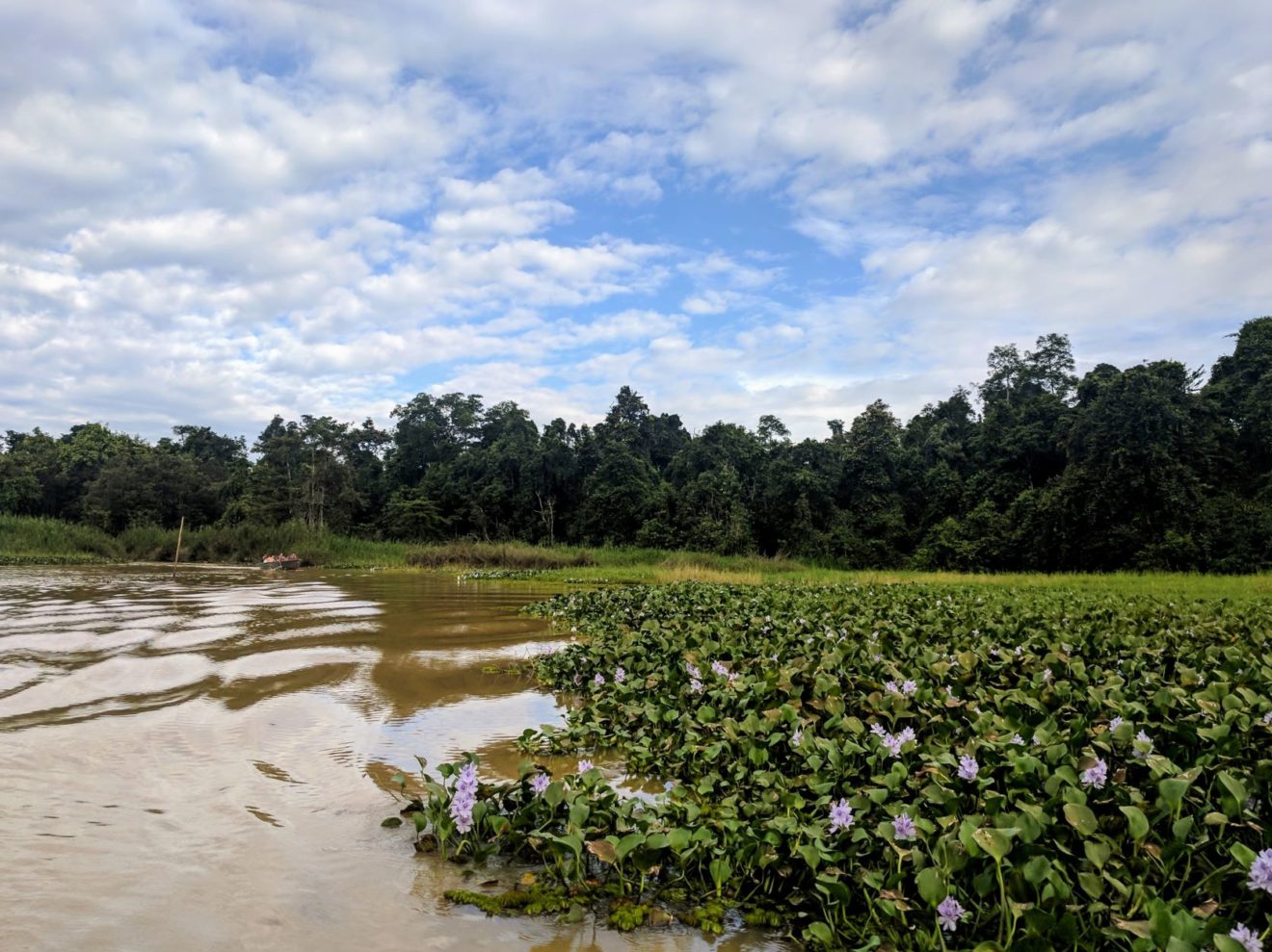 Kinabatangan River Blog | Sabah, Borneo No.1 Travel Guide