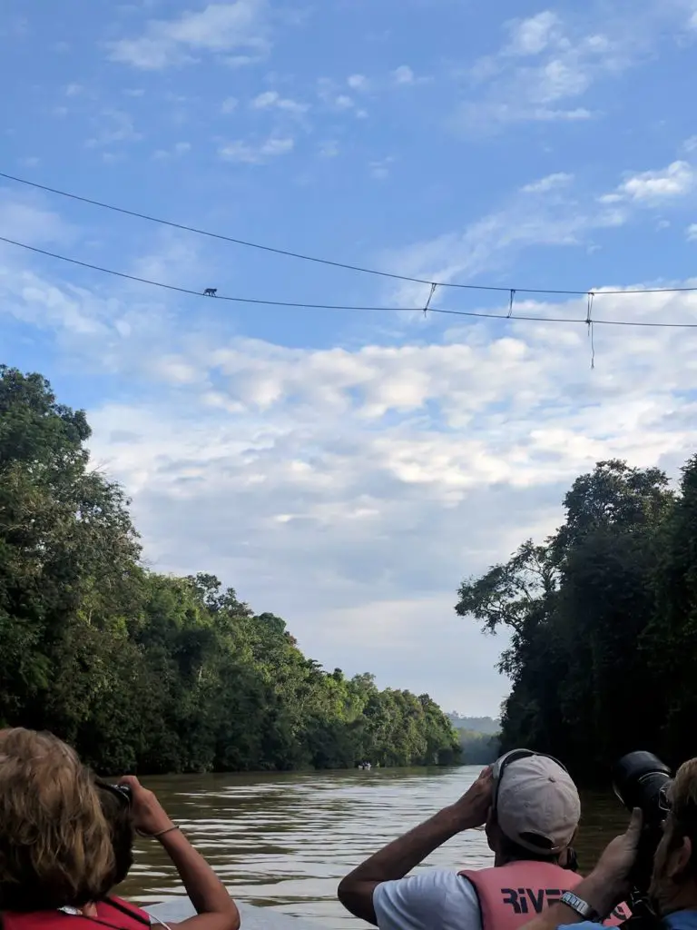 Kinabatangan River blog - a monkey crossing a rope between two sides of the river