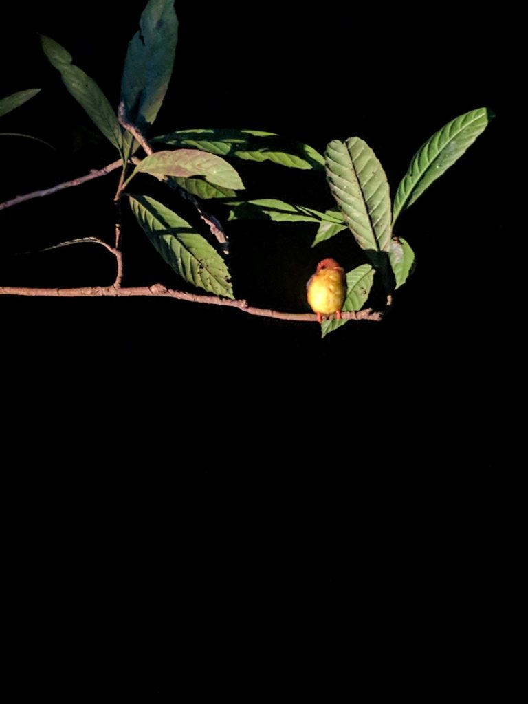 Kinabatangan River blog - a tropical bird sleeping on a branch during a night hike