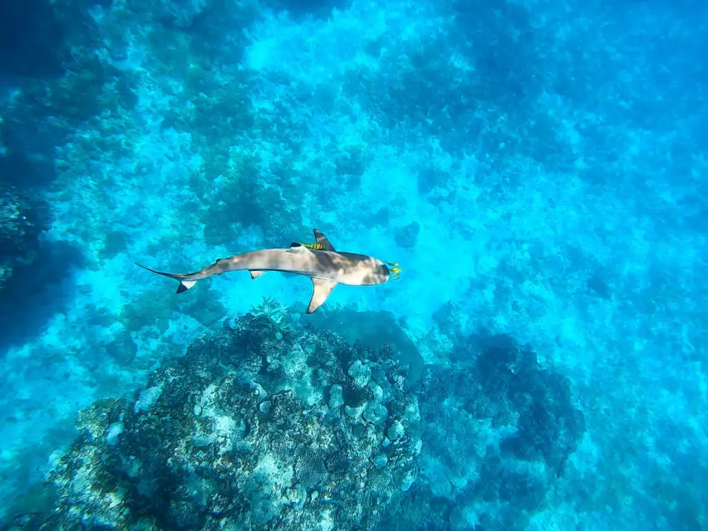 best adventure honeymoon destinations - diving with sharks in Fiji