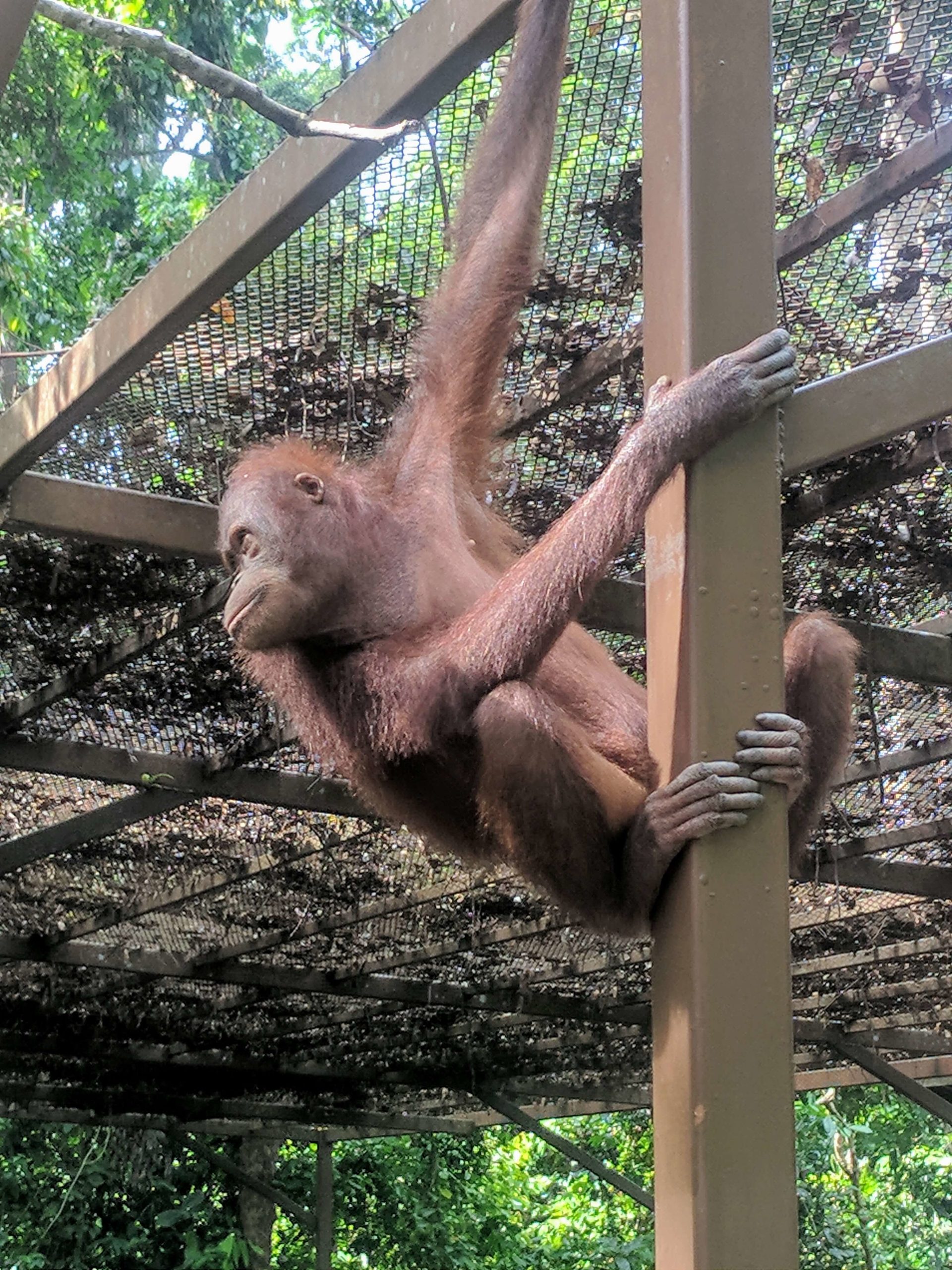 Sepilok Orangutan Rehabilitation Centre in Sabah, Borneo