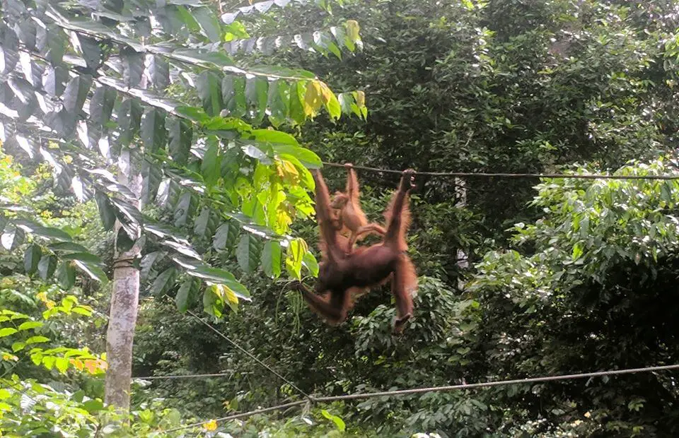 Sepilok Orangutan Rehabilitation Centre - Orangutan mother and juvenile baby