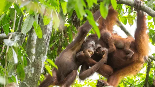 10 Reasons Why You Should Visit the Sepilok Orangutan Rehabilitation Centre in Borneo