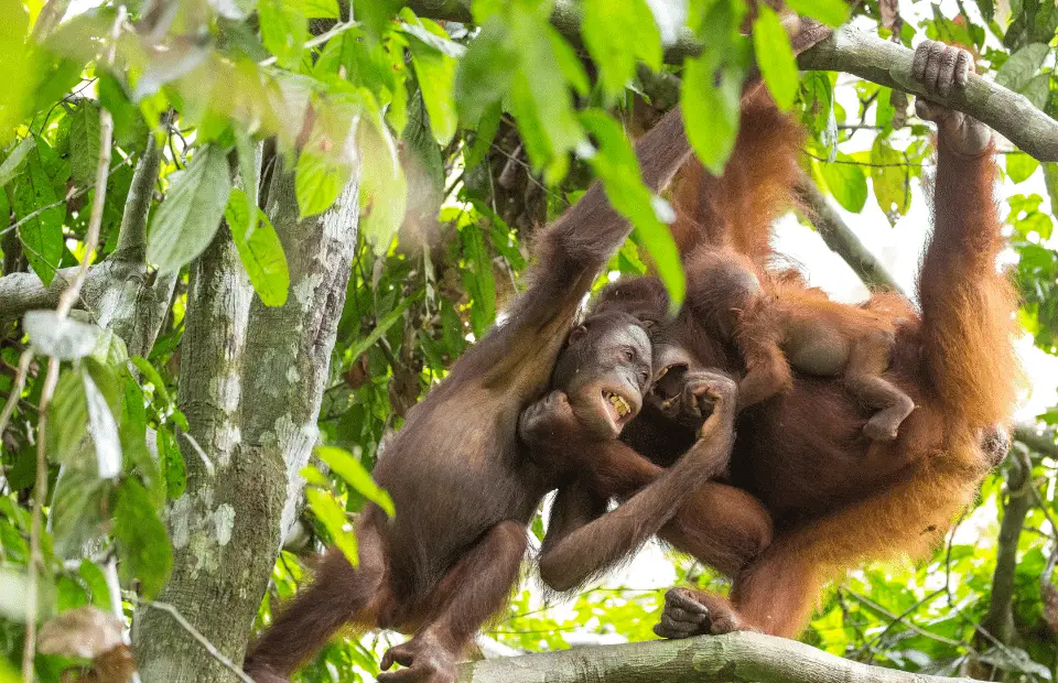 Sepilok orangutan rehabilitation centre in Borneo, Sabah, Malaysia - orangutan family in the jungle