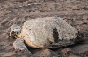 tours to tortguero from costa rica - green turtle in tortuguero national park