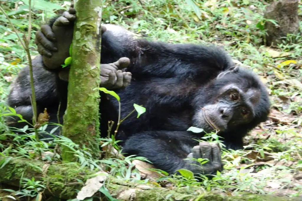 Best travel destinations - Uganda for gorilla trekking 