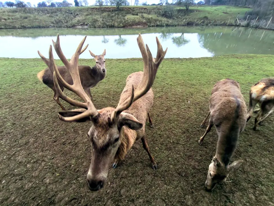 Things to do in Kings Lynn, Norfolk - Snettisham Farm deer safari