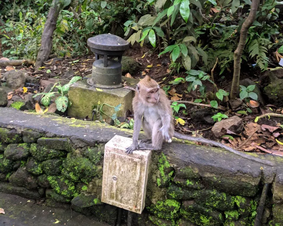 Tips for traveling to Bali - be sure to practice ethical animal tourism