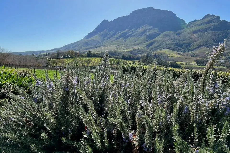Best Things to Do In Stellenbosch For Couples on a Romantic Escape