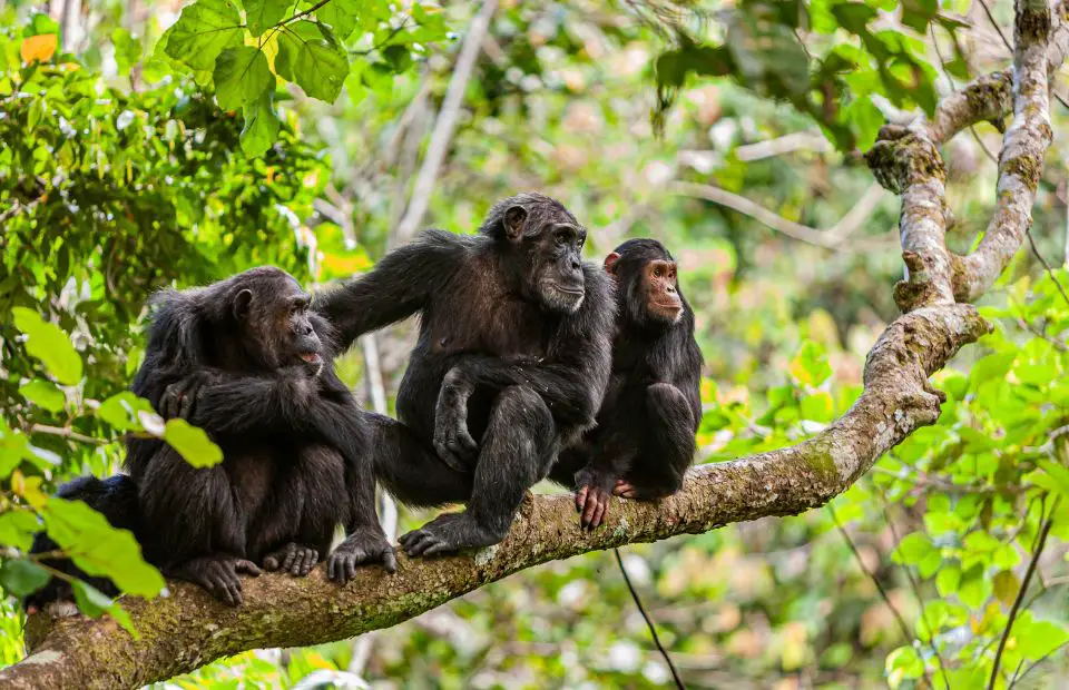 Things to do in Tanzania - search for chimpanzees in the Mahale Mountains 