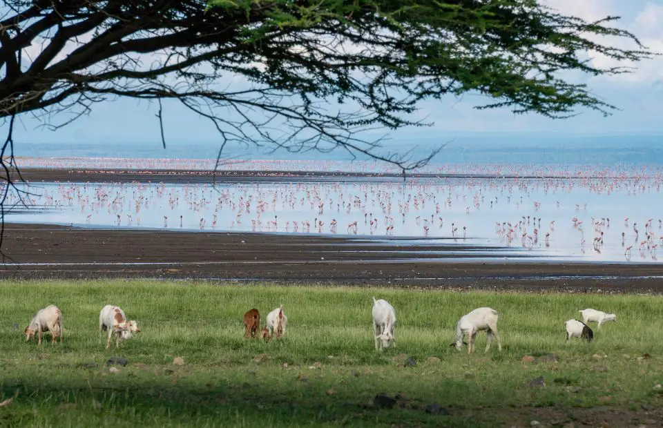 Things to do in Tanzania - visit the deadly lake natron wildlife 
