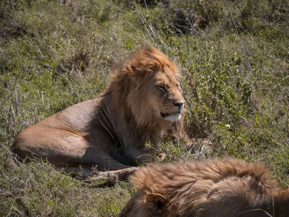 Things to do in Tanzania - see the lions during a safari on the Serengeti